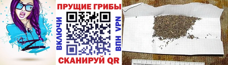 Галлюциногенные грибы GOLDEN TEACHER  купить наркотики цена  Завитинск 